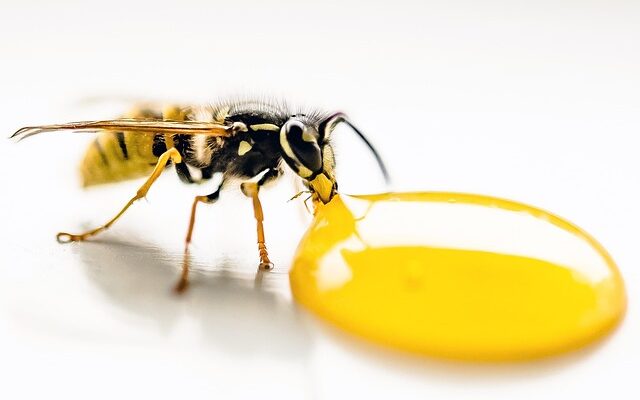 Fascinerende fakta om yellowjackets – mere end bare en plage